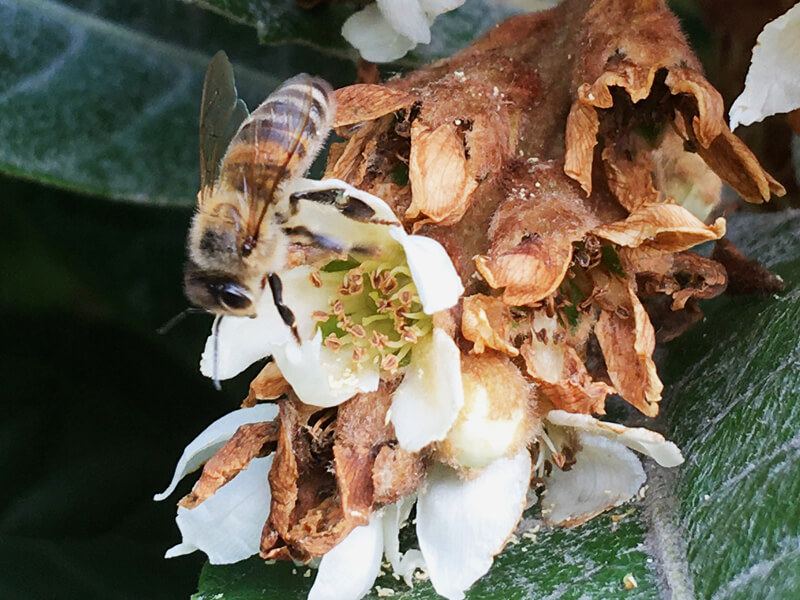 Apis mellifera cecropia - griechische Biene