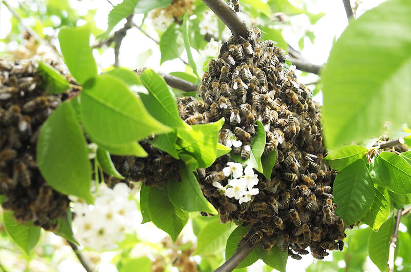 Bienenschwarm, Nachschwarm in Ottensen