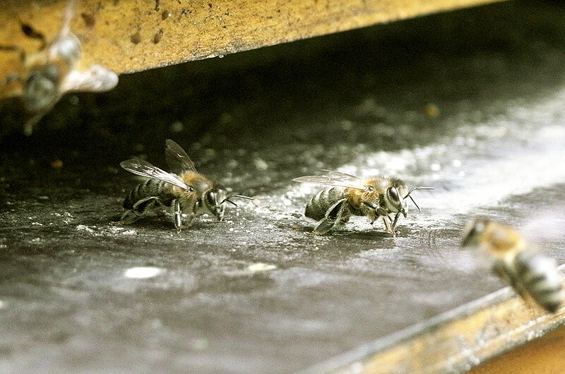 meine Bienen