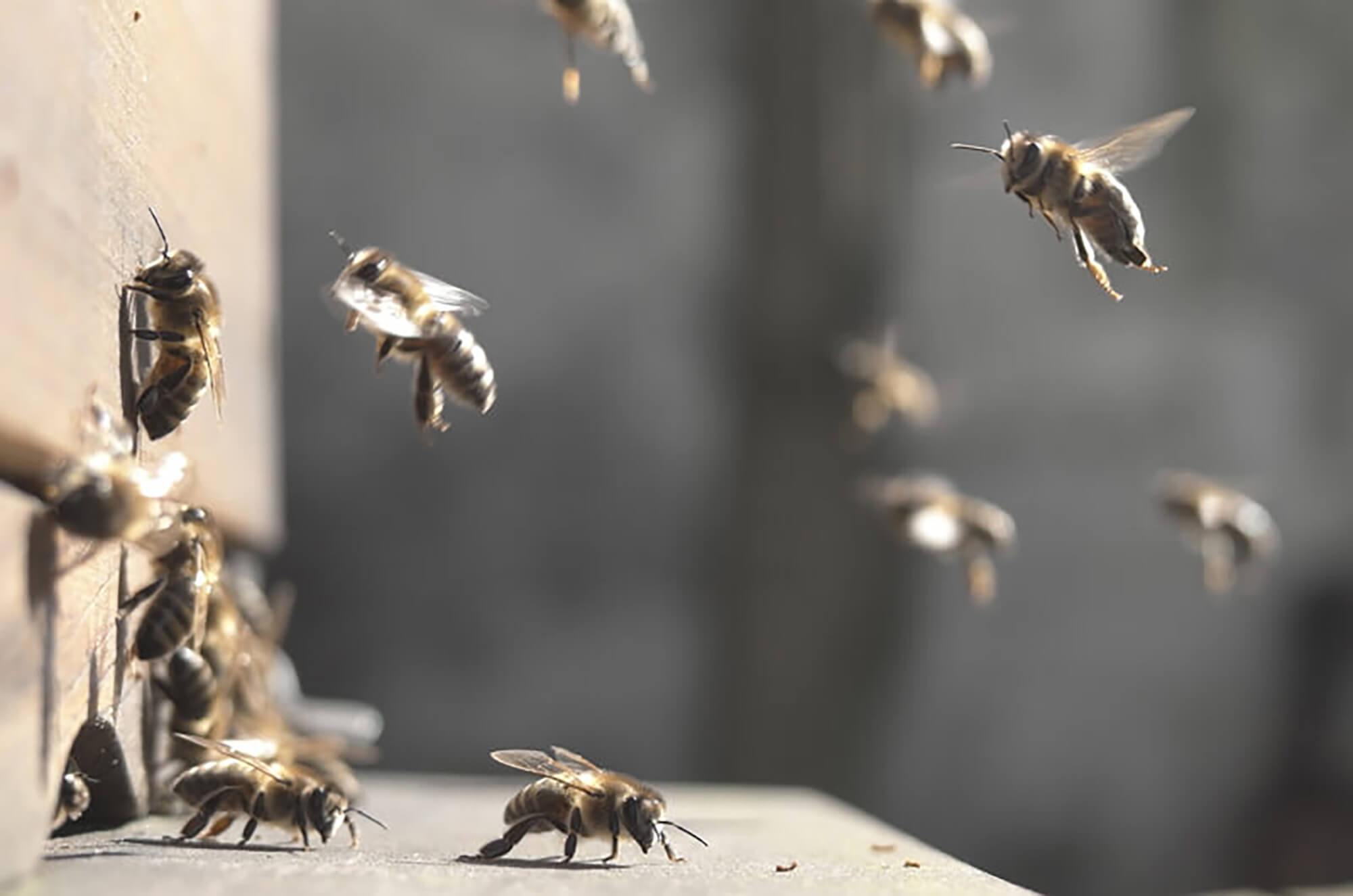 Um Die Welt Honig - Bienen