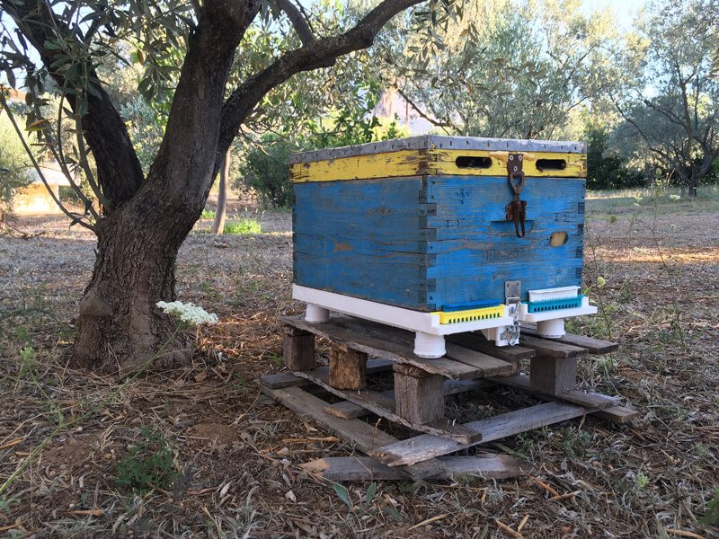 Bienenstöcke Evia - Griechenland